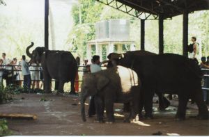 Pinnawela asilo elefanti 5.jpg